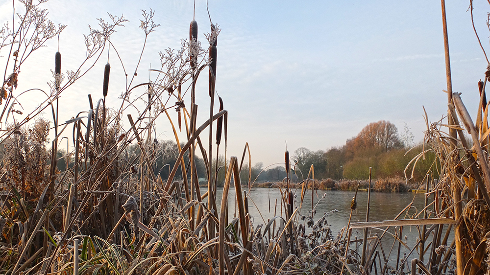 bullrushes on edge of frozen pond