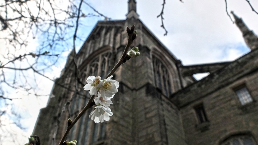 White blossom with church behind