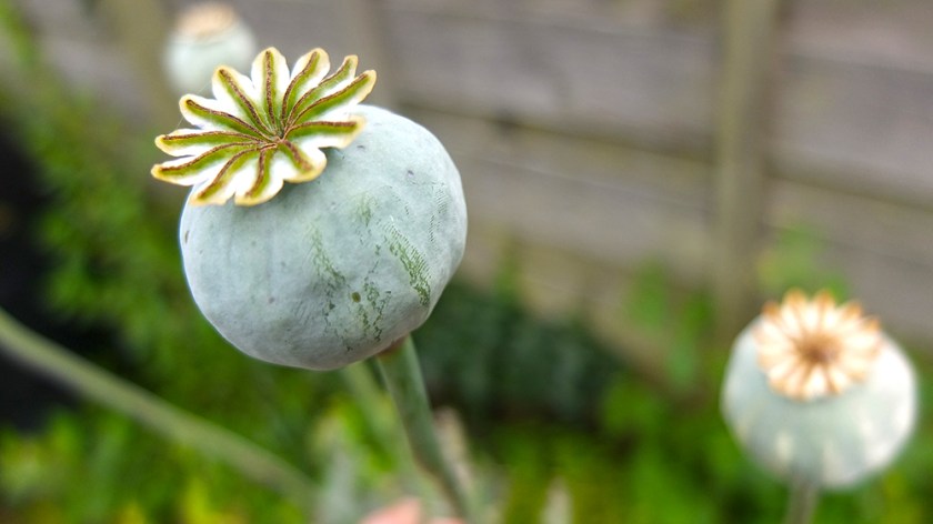 poppy seed heads