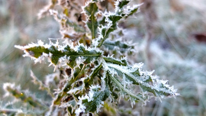 thistle leaf edged with frost