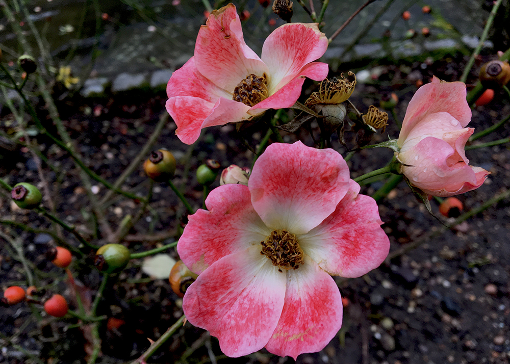 fair weather flowers