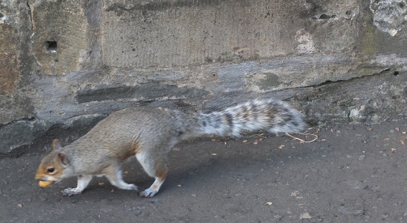 squirrel running with peanut in mouth