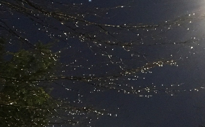 Raindrops on branches