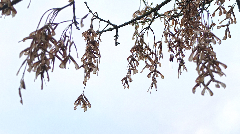 sycamore seeds