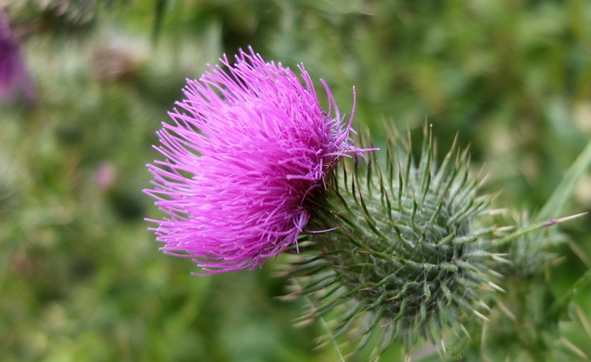 Thistle