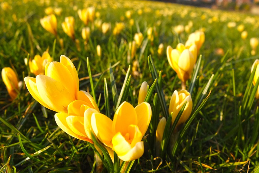 yellow crocuses