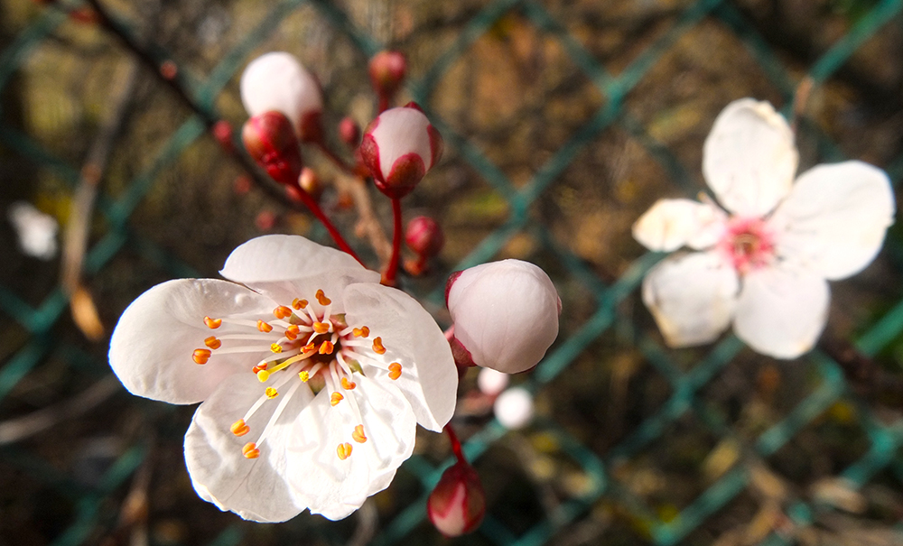 Spring blossom
