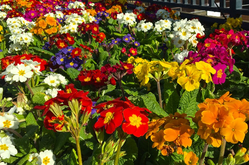brightly coloured primula flowers