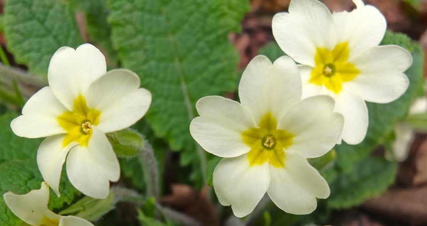 primroses