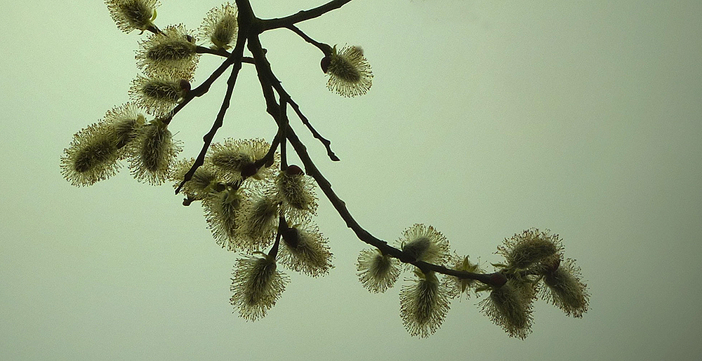 pussy willow catkins