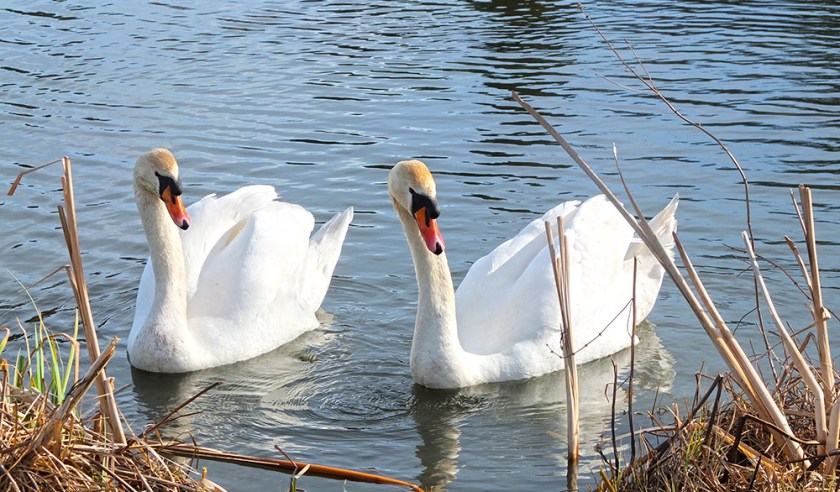 Pair of swans on the River Avon