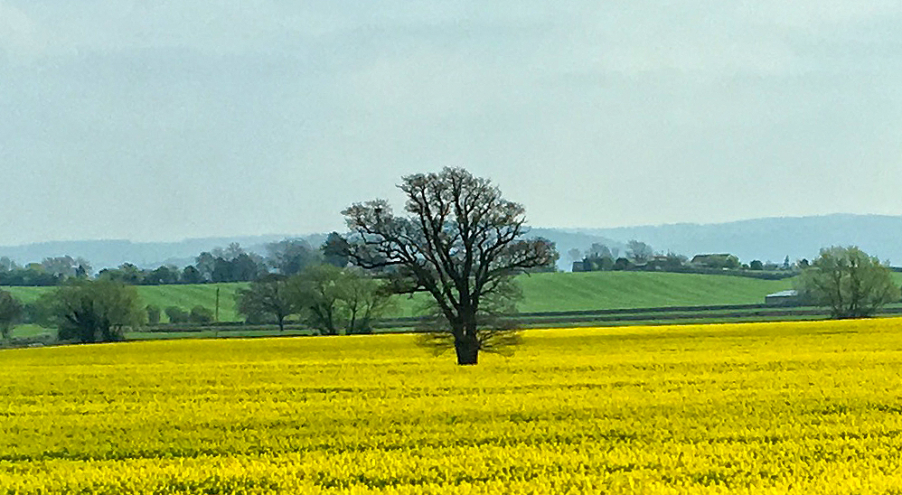 Field of yellow rapeseed flowers
