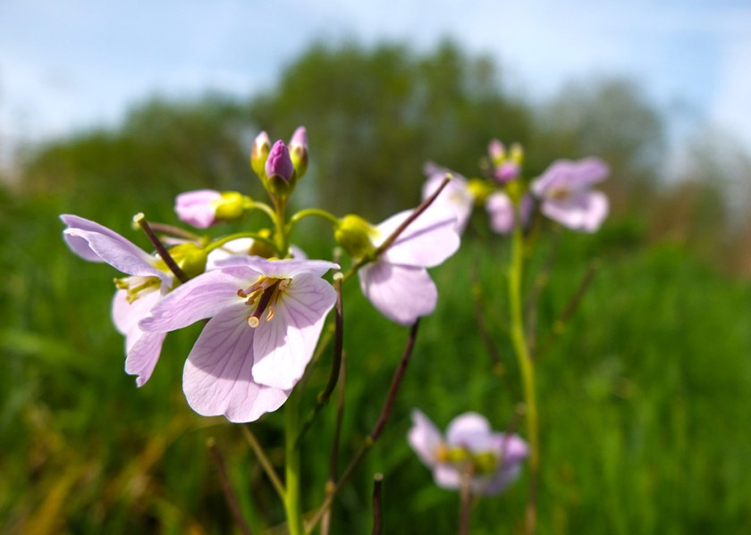 cuckoo flower;