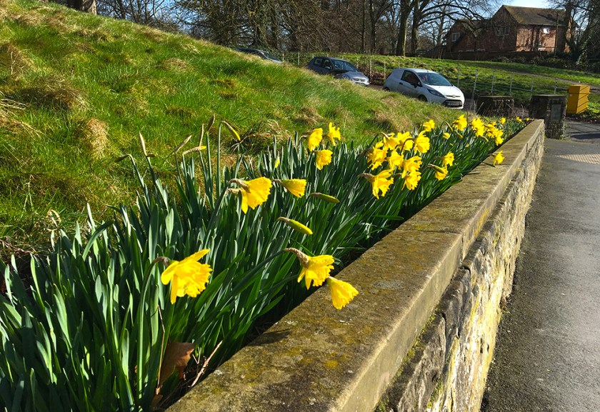 daffodils looking over low stone wall