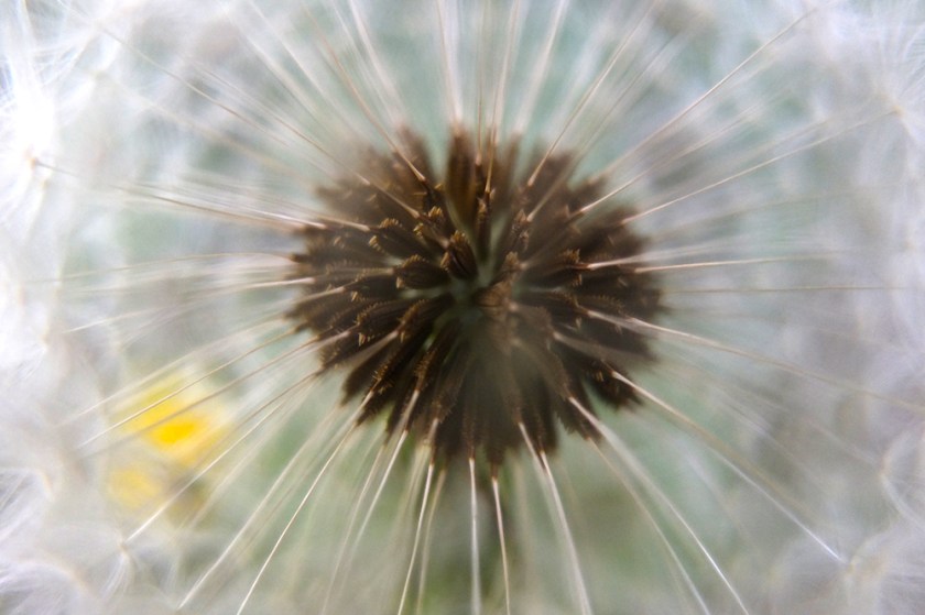 inside a dandelion clock