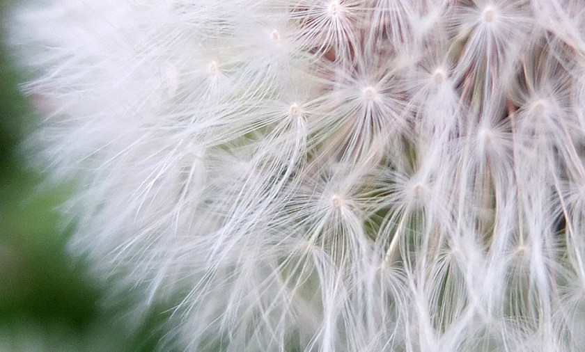dandelion clock