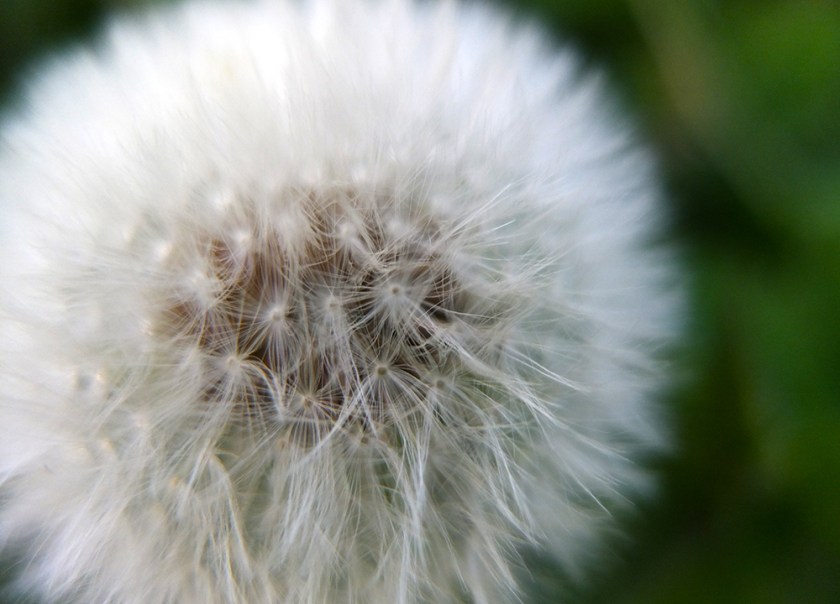 dandelion clock
