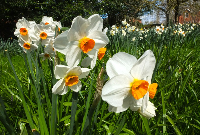 White orange-eyed narcissus