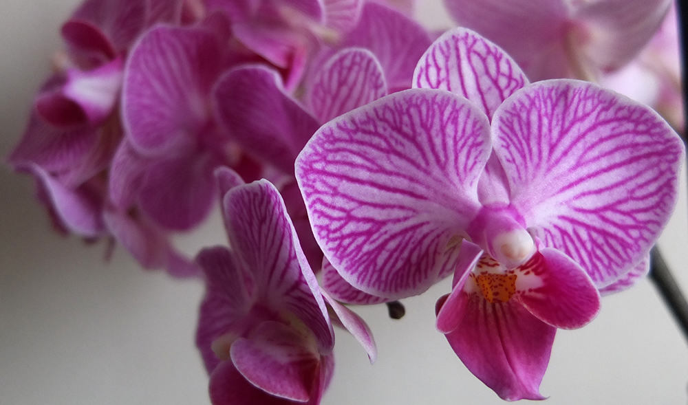 Pink veined moth orchid