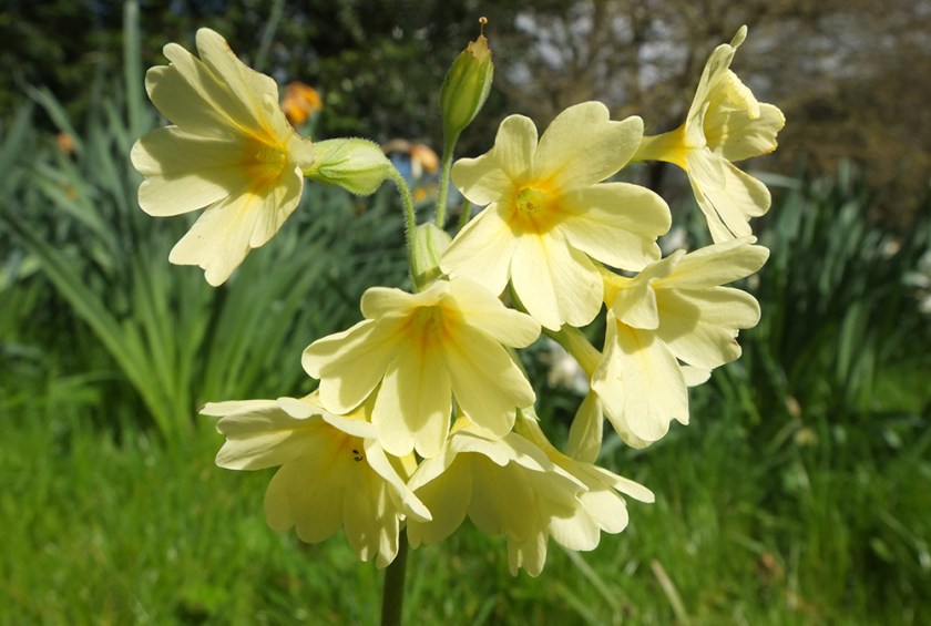 oxlip flower