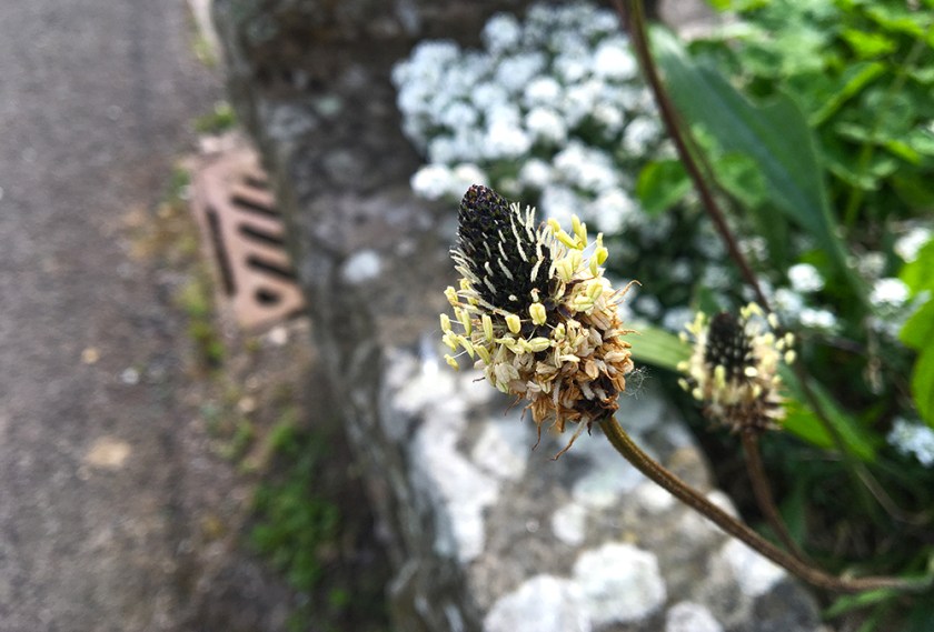 plantain and alyssum on concrete wall