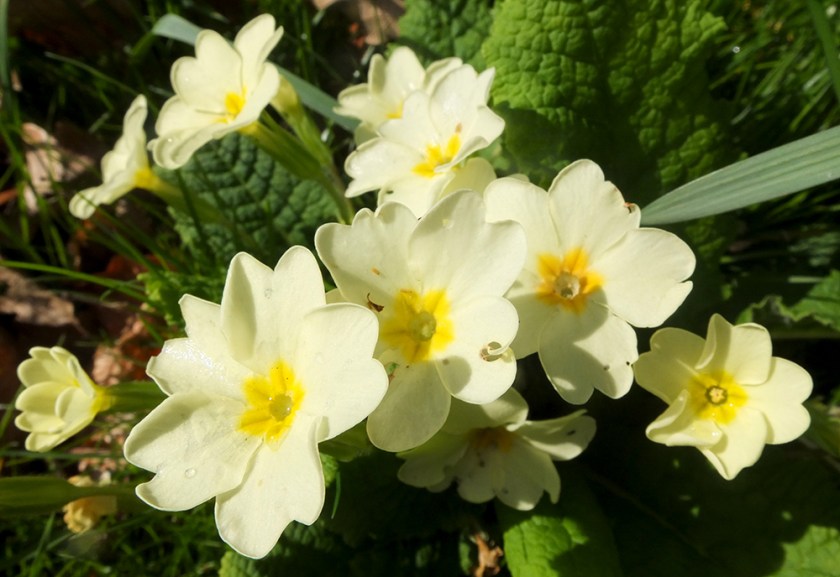 primroses