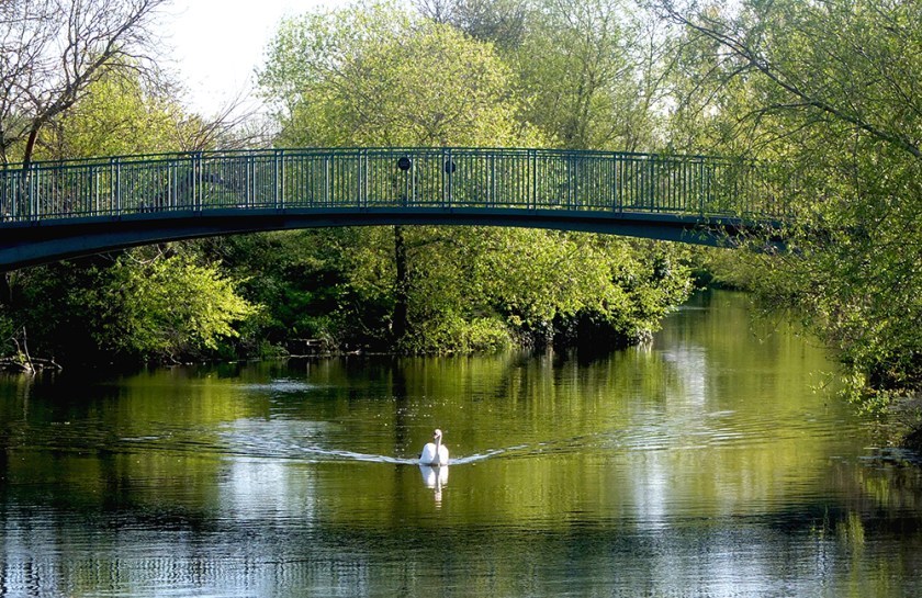 swan on river Avon