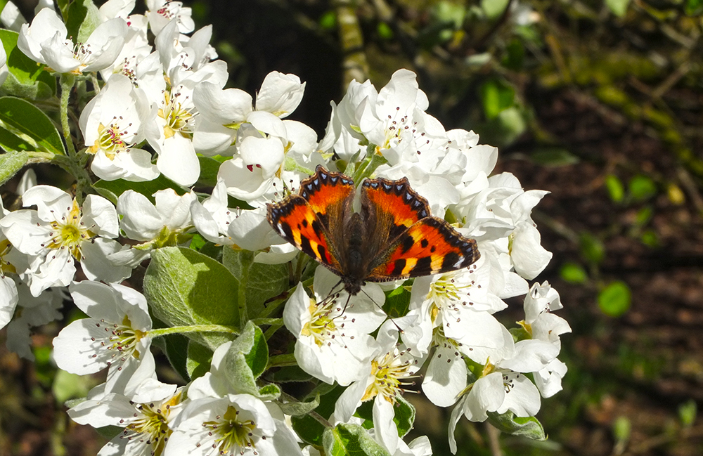 symmetry and disorder