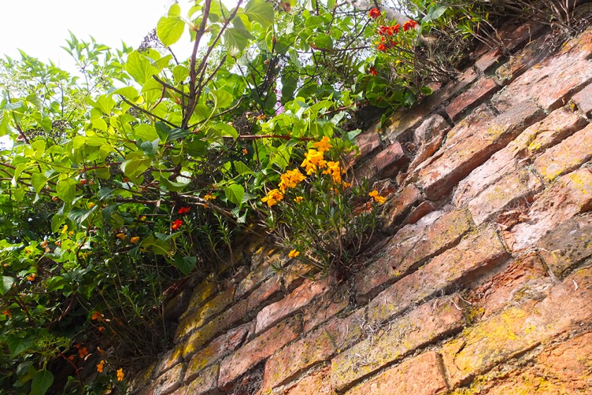 wallflower growing high on red brick wall