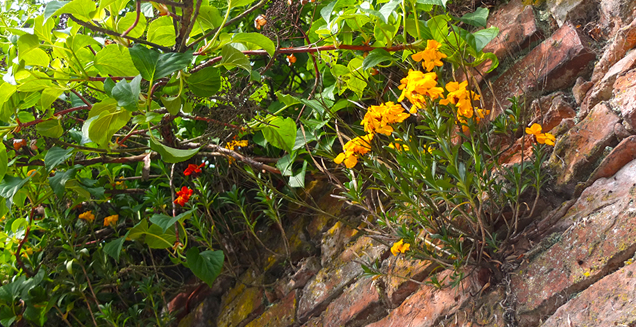 wallflower growing high on red brick wall