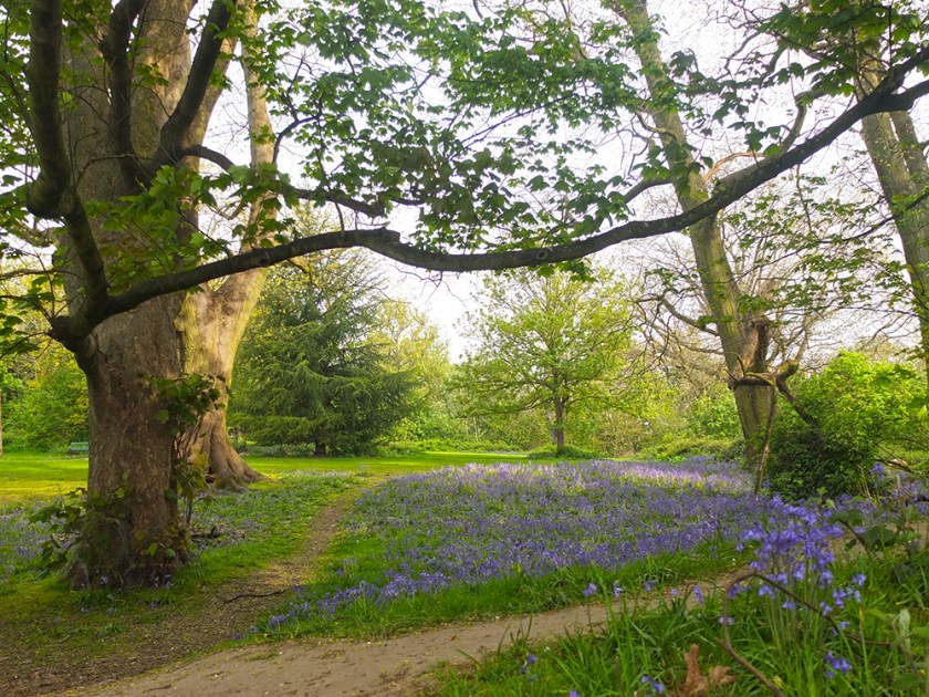 bluebells in a wood
