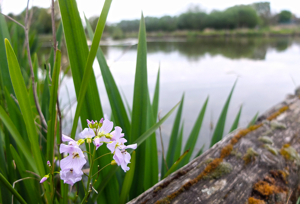 cuckoo flower and lake