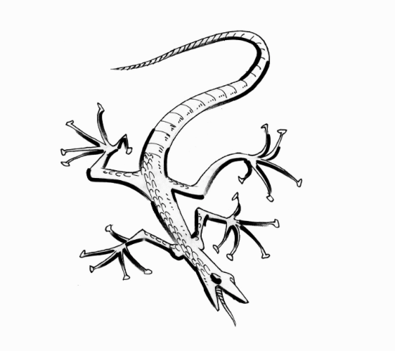 Lizard picture by Lance Tooks