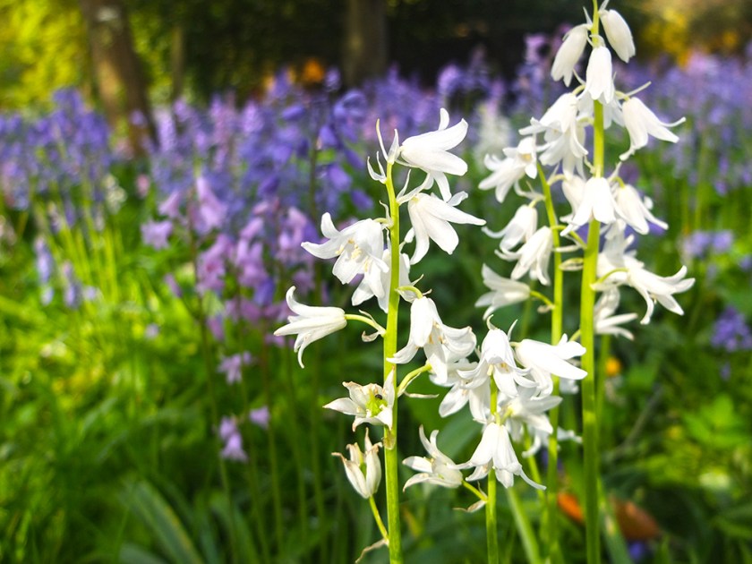 White "bluebell"