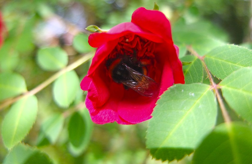 bumble bee inside half-open red wild rose flower