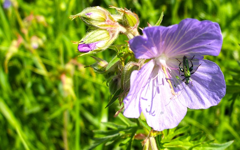 green bug on meadow cranesbill flower