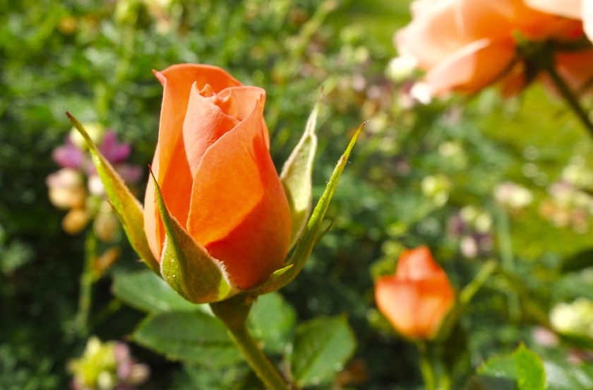 orange rose bud