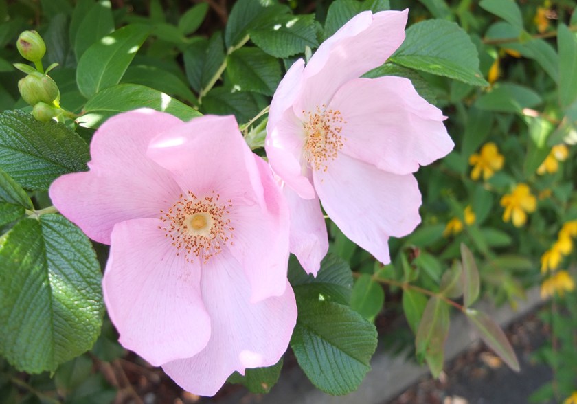 wild pink roses