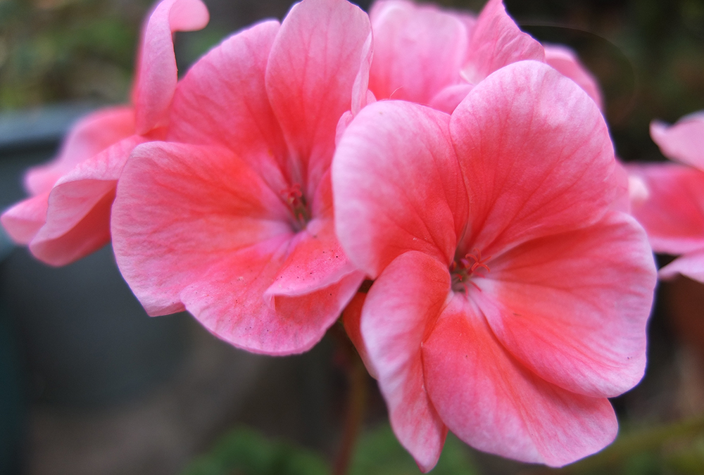 salmon pink geranium flowers