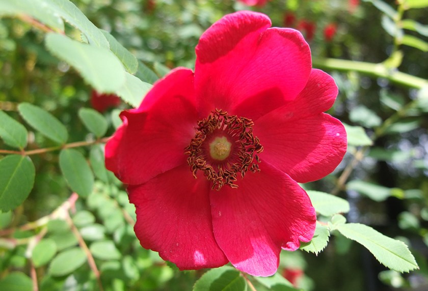 single (simple) wild red rose