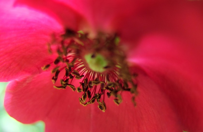 wild red rose close up of centre
