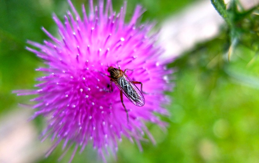 bug on thistle flower