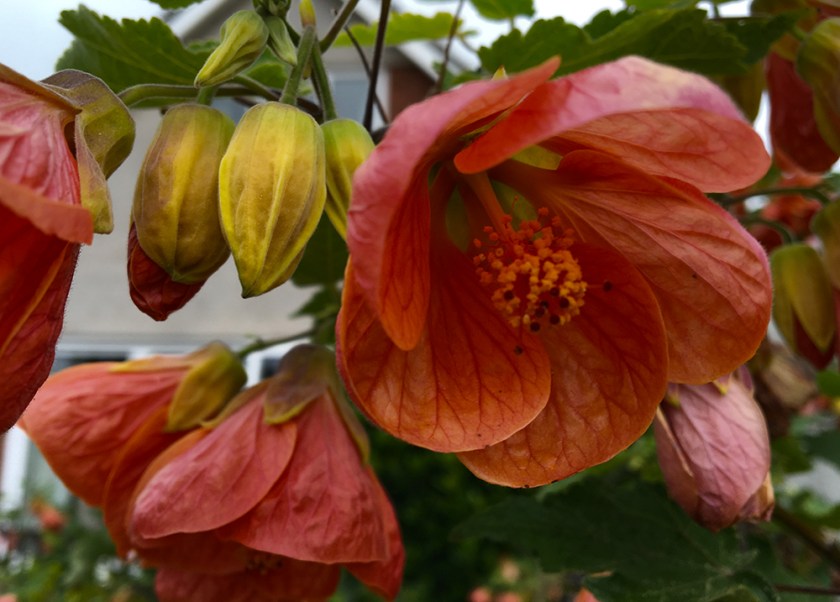 abutilon flower