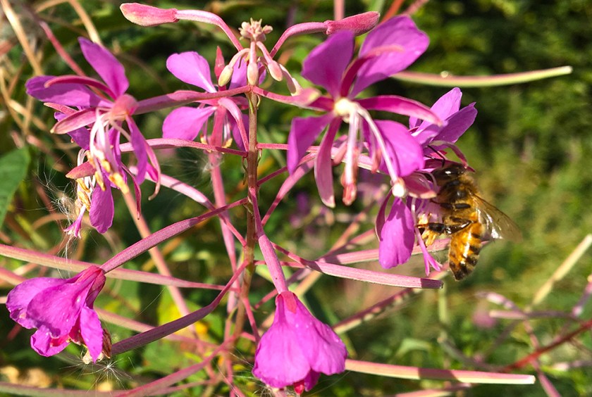 bee on rosebay willow herb