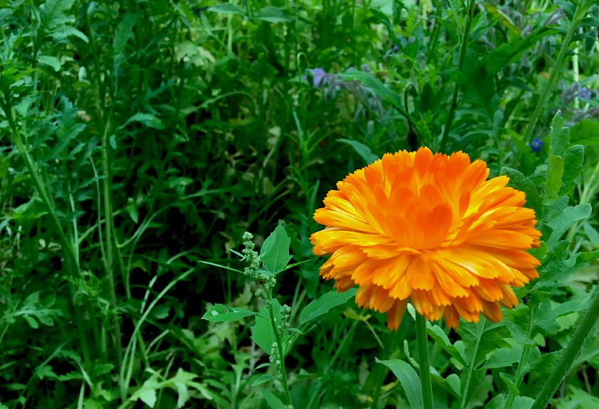 marigold