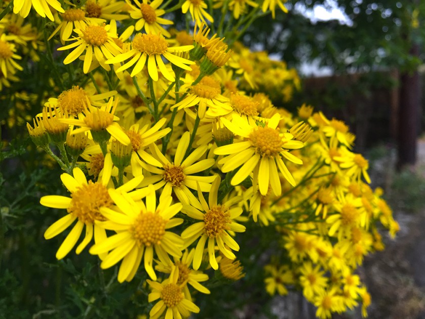 ragwort