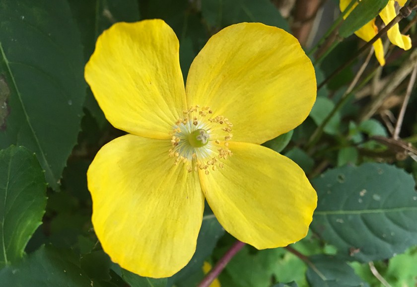welsh poppy