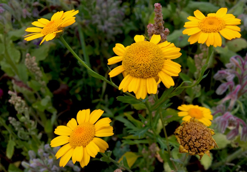 yellow daisy-like flowers