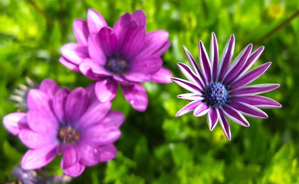 purple gazania flowers