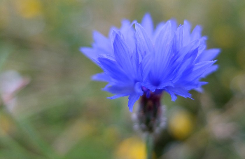 blue corn flower